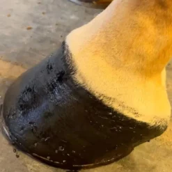 Baume soin des sabots - Nellumbo