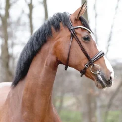 Bridon cheval anatomique Florina - Kavalkade