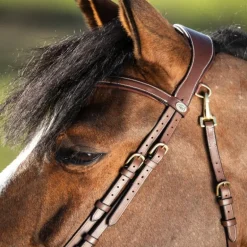 Bridon cheval cuir muserolle anatomique Techno - HFI