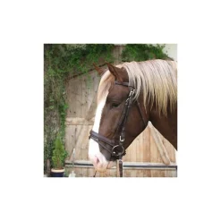 Bridon muserolle combinée cheval de trait