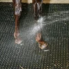 Caillebotis M25 en caoutchouc pour douche d'écurie cheval - IDS