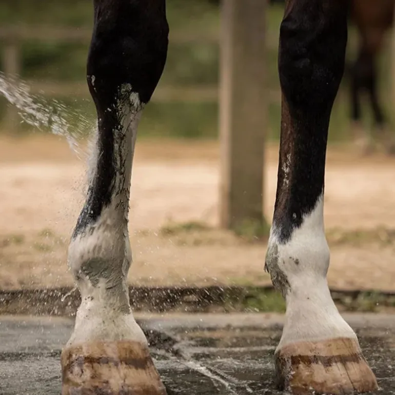Cataplasme d'argile cheval Drainage & Détox - Nellumbo