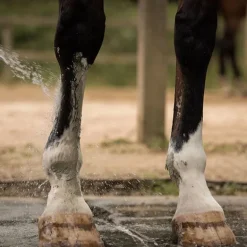 Cataplasme d'argile cheval - Douleurs musculaires et articulaires - Nellumbo
