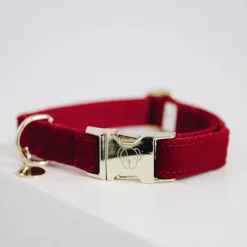 Collier chien Corduroy - Kentucky Dogwear