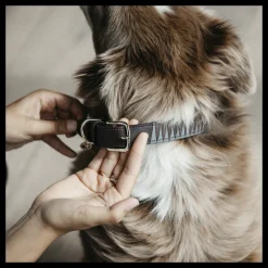 Collier chien motif triangle - Kentucky Dogwear