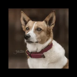 Collier chien nylon tressé - Kentucky