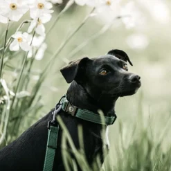 Collier pour chien Lézard - Kentucky