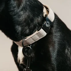 Collier pour chien Lézard - Kentucky
