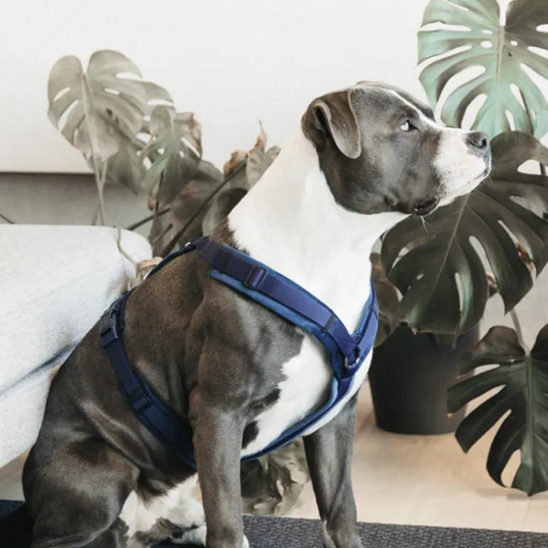 Harnais pour chien actif Velvet - Kentucky Dogwear