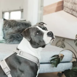 Harnais pour chien actif Velvet - Kentucky Dogwear