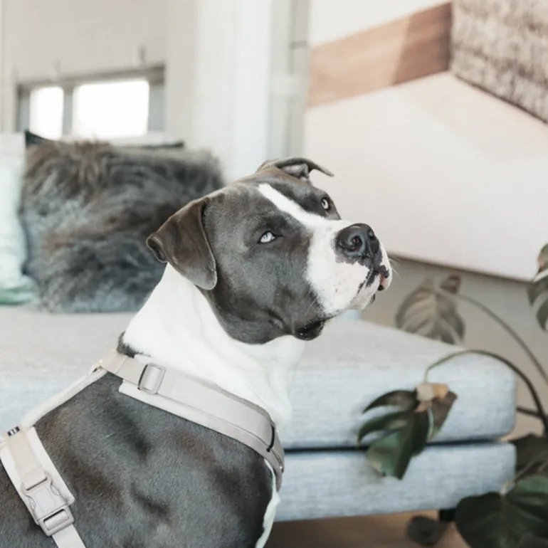 Harnais pour chien actif Velvet - Kentucky Dogwear