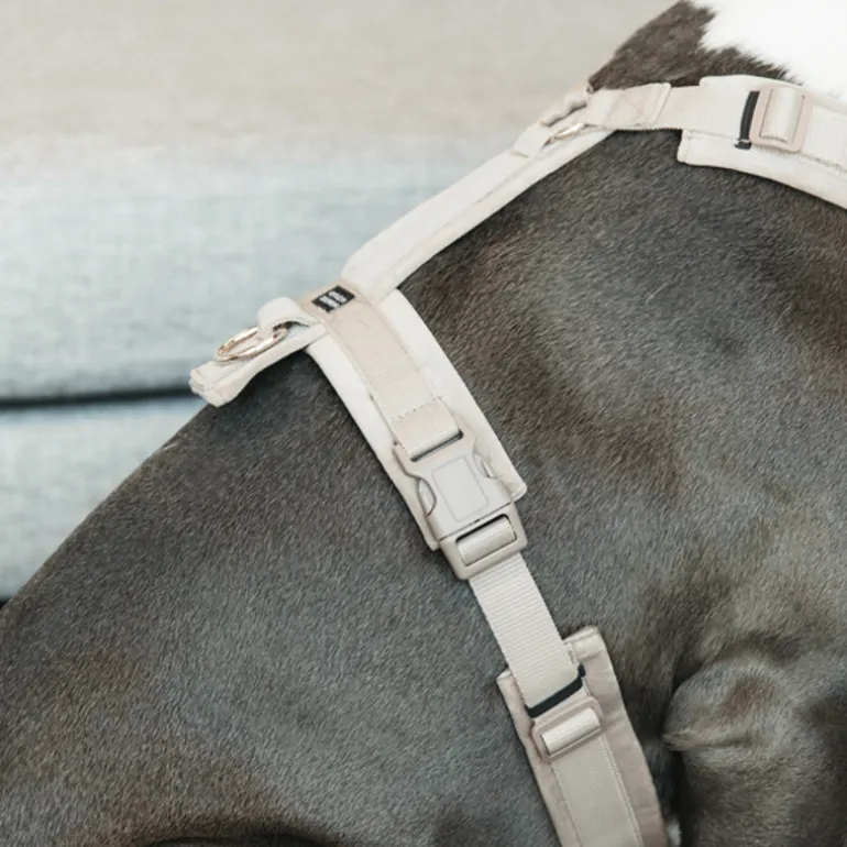 Harnais pour chien actif Velvet - Kentucky Dogwear