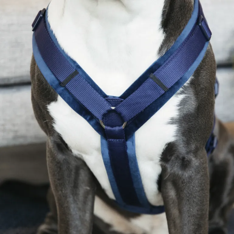 Harnais pour chien actif Velvet - Kentucky Dogwear
