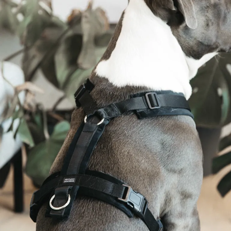 Harnais pour chien actif Velvet - Kentucky Dogwear