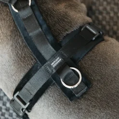 Harnais pour chien actif Velvet - Kentucky Dogwear