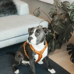 Harnais pour chien actif Velvet - Kentucky Dogwear