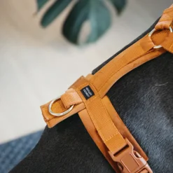 Harnais pour chien actif Velvet - Kentucky Dogwear