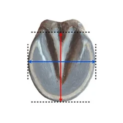 Hipposandale cheval Trainer - Floating Boots