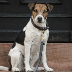 Laisse chien Loop - Kentucky