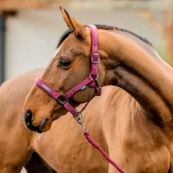 Licol + longe cheval Amigo - Horseware