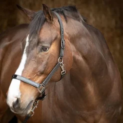 Licol + Longe cheval Metallic II - Harry's Horse