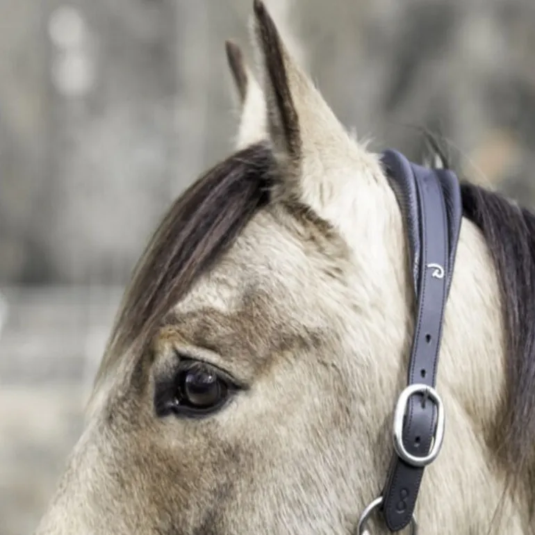 Licol cheval 2 en 1 Transport et Grooming La Cense - Dy'on