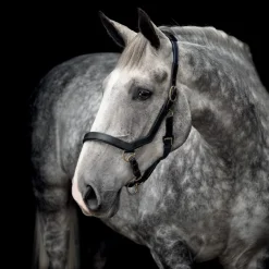 Licol cheval cuir anatomique Micklem - Horseware