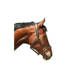 Licol cheval cuir Eco