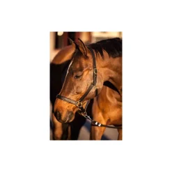 Licol cheval cuir Eco