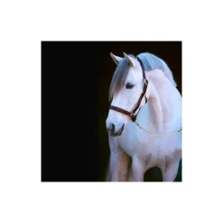 Licol cheval cuir Eco