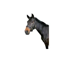 Licol cheval cuir Eco