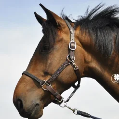 Licol cheval cuir Elegance Disco - IHWT