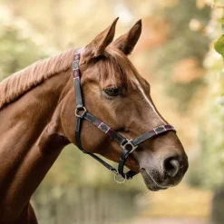 Licol cheval en cuir Polo - Waldhausen