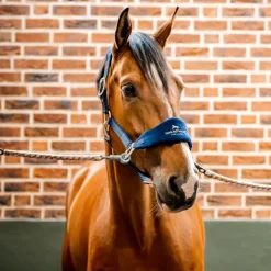 Licol cheval Grooming Signature - Horseware