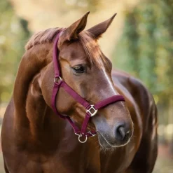 Licol cheval nylon doublé Satin - Waldhausen