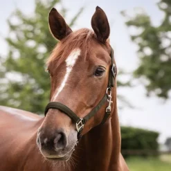 Licol cheval nylon doublé Satin - Waldhausen