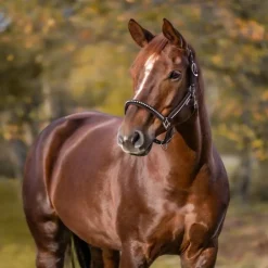 Licol cheval nylon matelassé Crystal - Waldhausen