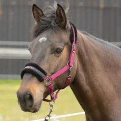 Licol cheval nylon message Lyrics - Harry's Horse