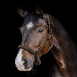 Licol cheval St Gallen - Waldhausen