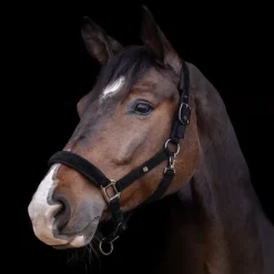 Licol cheval St Gallen - Waldhausen