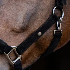 Licol cheval St Gallen - Waldhausen