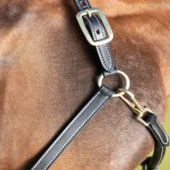 Licol cuir cheval coutures crèmes - HFI