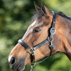 Licol cuir cheval transport/grooming - HFI