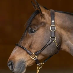 Licol cuir cheval tressé - HFI