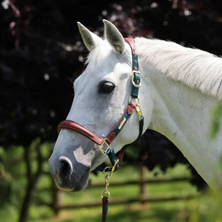 Licol cuir et nylon cheval Velociti Lusso - Shires