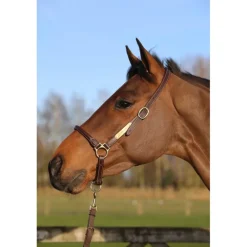 Licol de pansage cheval simili-cuir - Kentucky