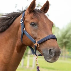 Licol et longe cheval Just Ride Nightsky - Harry's Horse