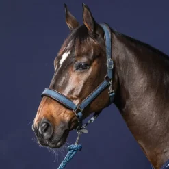 Licol nubuck cheval transport et grooming New English Collection - Dy'on