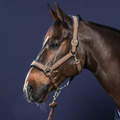 Licol nubuck cheval transport et grooming New English Collection - Dy'on