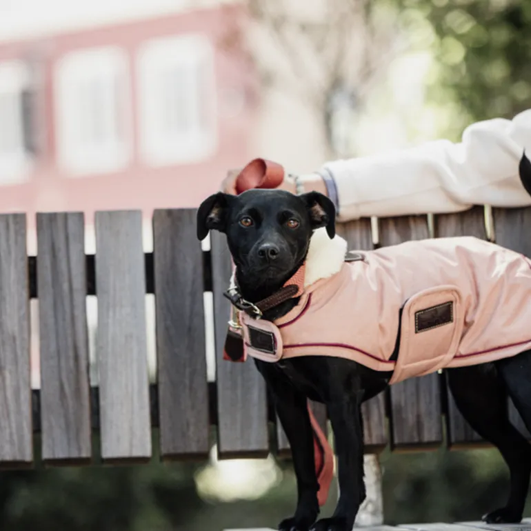 Manteau chien imperméable 160gr - Kentucky Dogwear